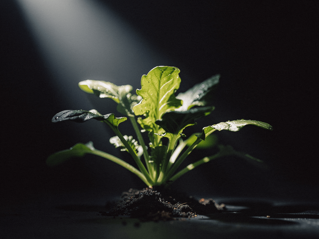 Watercress